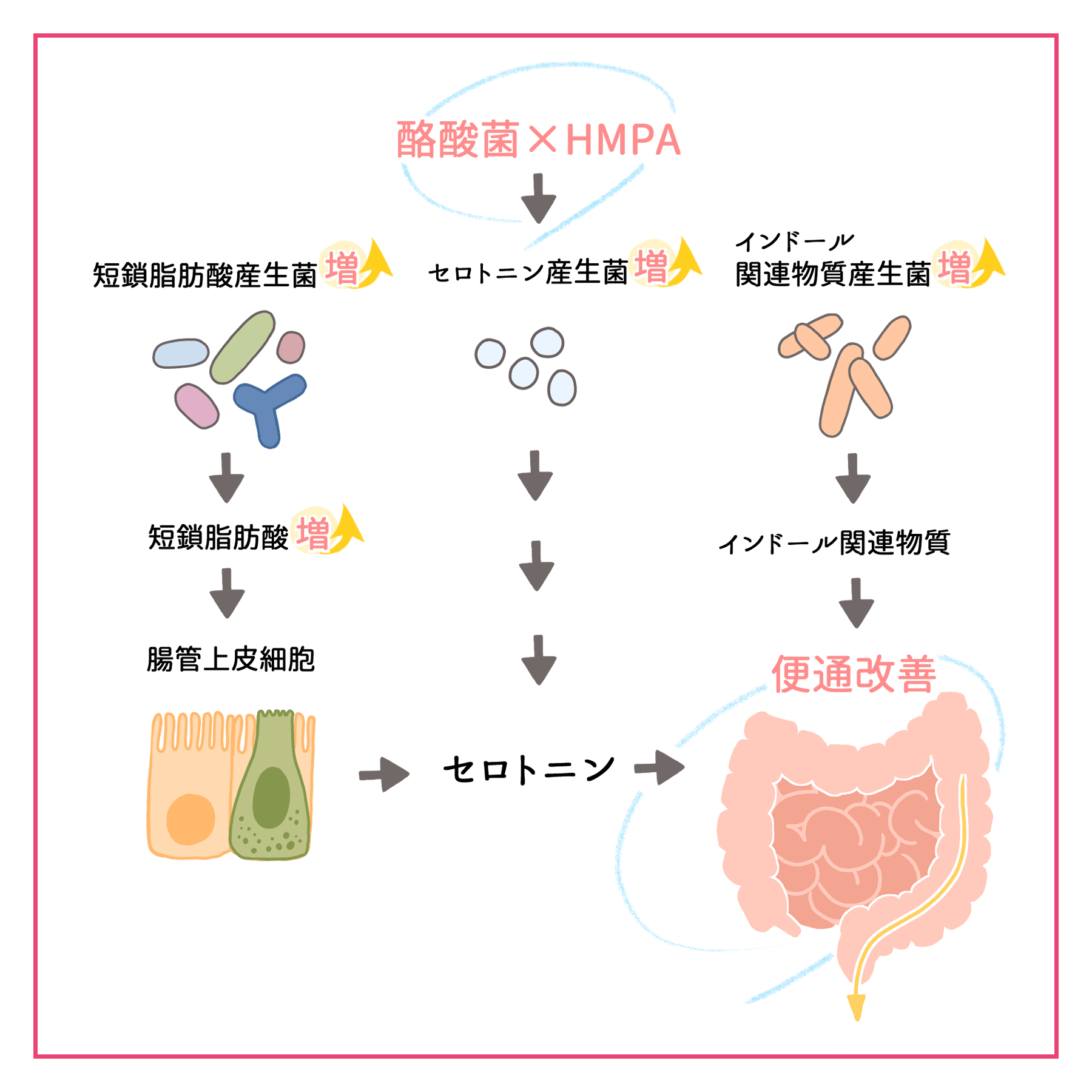 酪酸菌とHMPAの摂取による便通改善のメカニズムイメージ