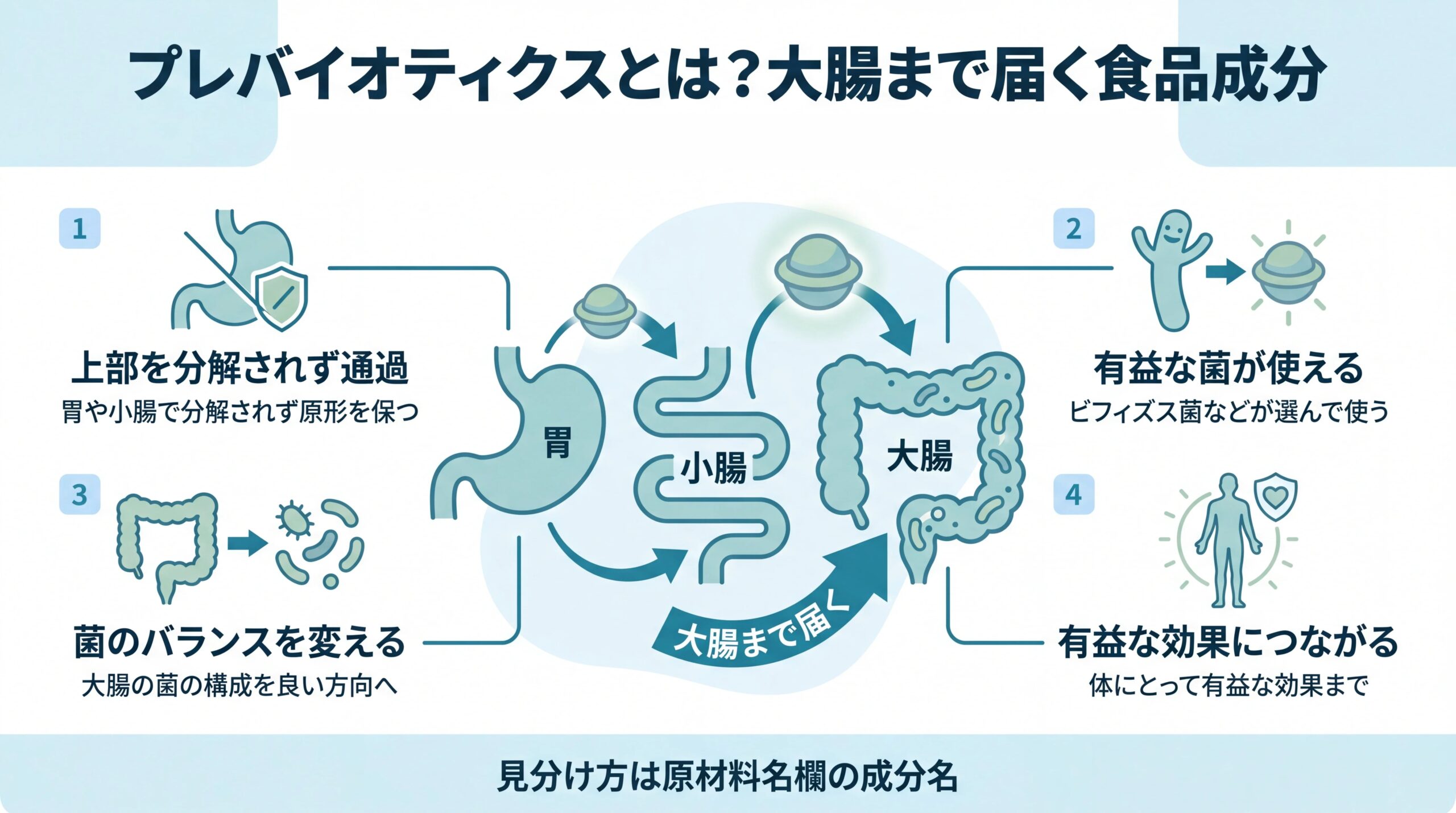 胃と小腸で分解されずに大腸まで届き、腸の菌に使われるまでの流れと4つの条件を整理した図解